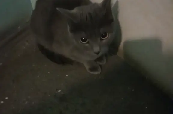 Найдена серая кошка в подъезде, Котельники