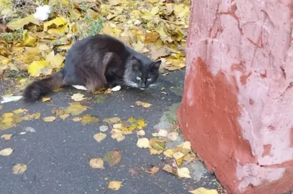 Найдена кошка на ул. Гарибальди, 23 к2, Москва