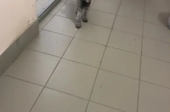 Найден серый кудрявый пёс, ул. Татьяны Барамзиной, 54, Пермь