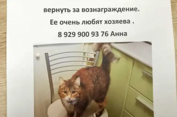 Пропала кошка, ул. Серафимовича, 2А