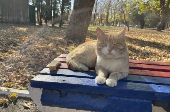 Найдена рыжая кошка с ошейником на лавочке в санатории Виктория, Московская улица, Ессентуки
