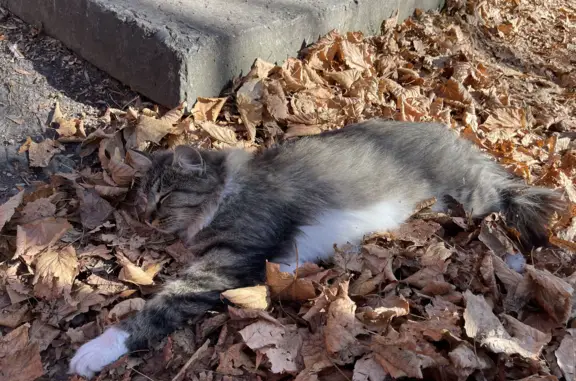 Найдена серая кошка на ул. Пушкина, Ессентуки