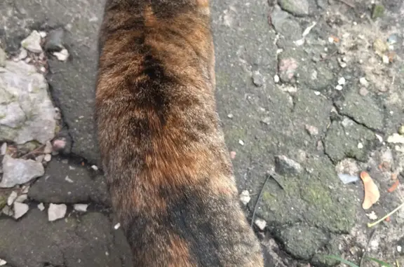 Потеряшка кошка на Ленинском проспекте, Воронеж