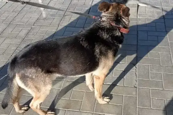 Найдена собака на ул. Столетова, 6, Новосибирск