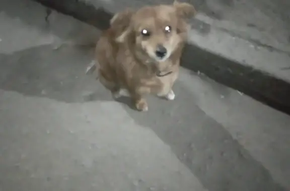 Найдена собака возле пекарни на Московской улице, Канск