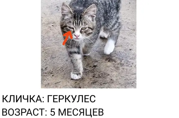 Пропала кошка на ул. Карбышева, 13, Горьковское
