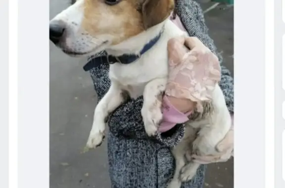 Найдена собака Джек рассел терьер мальчик на Севастопольском проспекте, 59