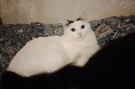 Пропала белая кошка с черным хвостом и ушами, Курск