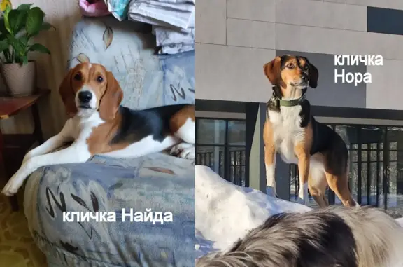 Пропала собака: эстонские гончие, выжловки, Смольное