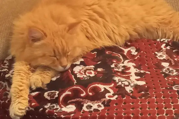 Кошка Рыжий кот, ул. Энергетиков, 68, Омск