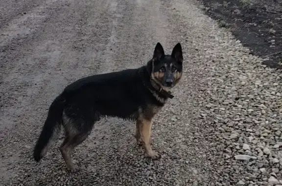 Собака найдена в Юровском сельсовете, Пензенская область