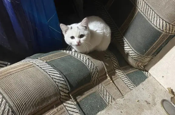 Найдена белая кошка с серыми пятнами на мордочке на ул. Свободы