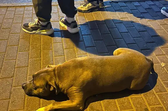 Собака найдена на ул. Дзержинского, 135, Ставрополь