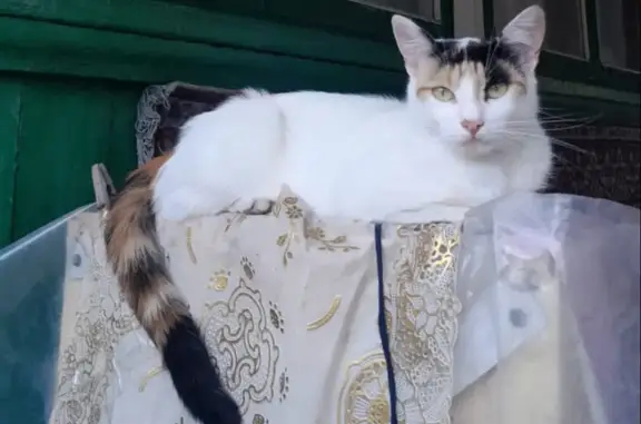 Пропала кошка Мила, Киевская ул., Новошахтинск