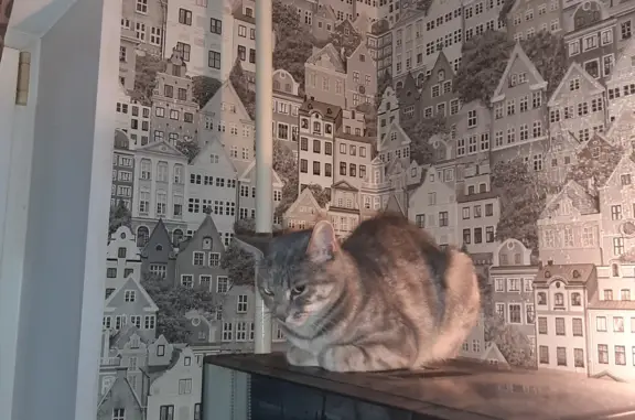 Найдена кошка, , фото: Найдена кошка, серый полосатый пол, порода неизвестна