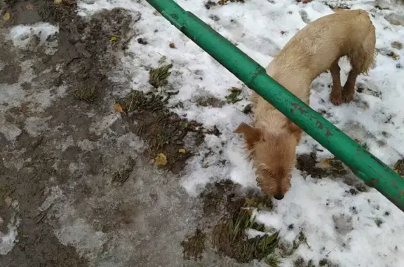 Собака найдена: ул. Гагарина 19, г. Александров