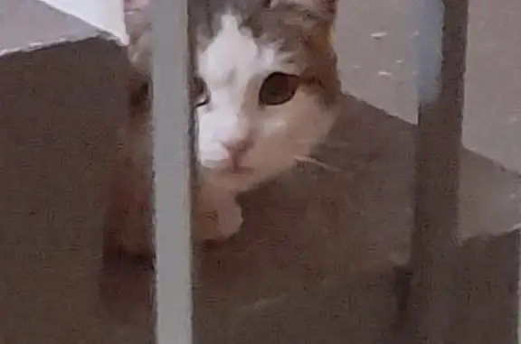 Потерянная кошка: ул. Жукова, 33, Магнитогорск