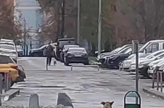 Найдена собака в Бескудниковском районе, Москва
