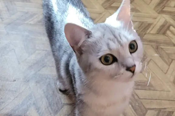Найдена молодая серебристая кошка на Всесоюзной улице, 1, Керчь