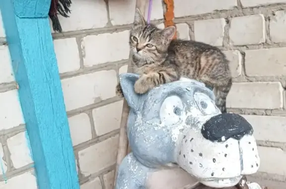 Пропала кошка на Кузьмина, 44, Павловский Посад