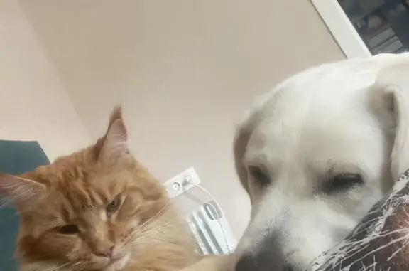 Кошки потеряшки, Рязань, фото: Потеряшка рыжая кошка, ул. Дзержинского, Рязань