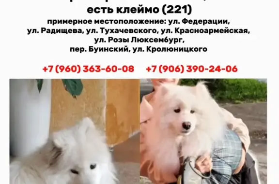 Пропала собака Самоед, ул. Федерации, 126, Ульяновск