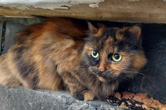 Найдена кошка Калико на ул. Рихарда Зорге, 14, СПб