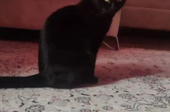 Кошки потеряшки, Костанай, фото: Потеряшка черная кошка, ул. Толстого, 67, Костанай