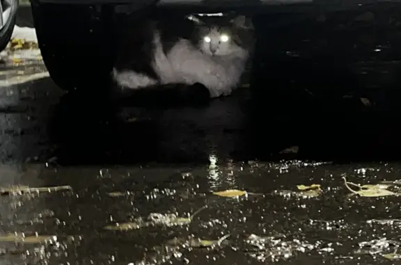 Потерянный котик в Набережных Челнах, ищу хозяев!