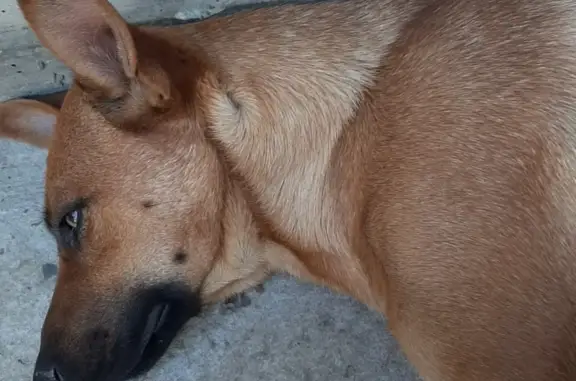 Найдена собака Малинуа в Краснодарском крае