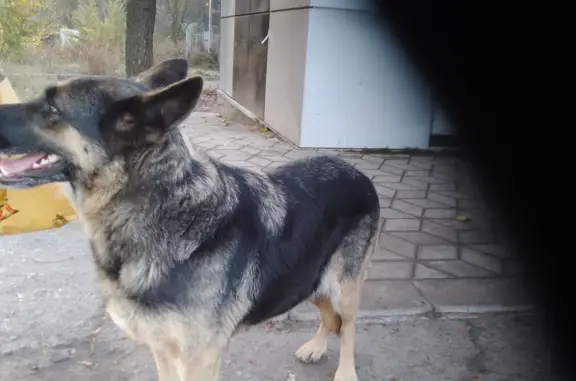 Найдена собака на Москворецкой улице, Москва