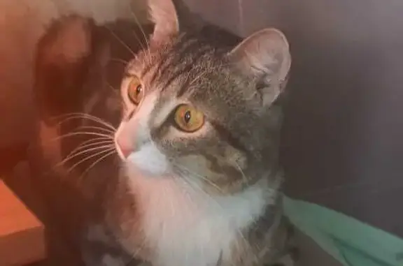 Найден кошачий кот в Красноярске, ул. Петра Словцова, 6