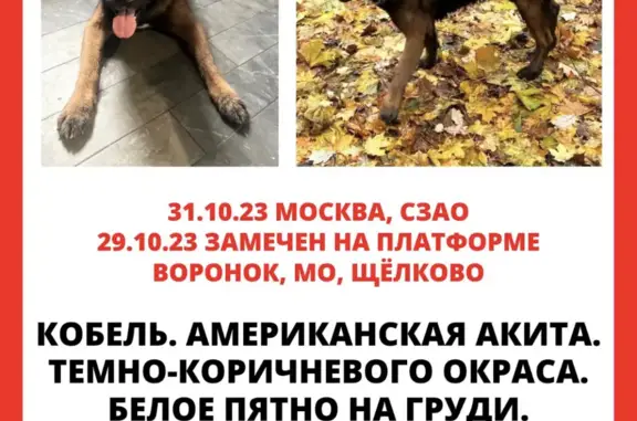 Собака найдена на Волоколамском шоссе, Москва