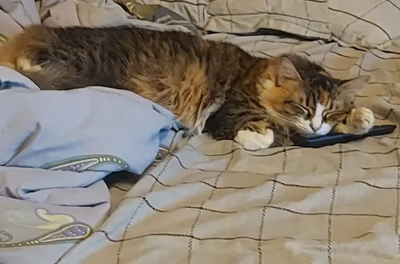 Кошки потеряшки, Санкт-Петербург, фото: Потеряшка кошка на Ланском шоссе, СПб