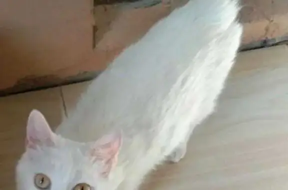 Пропала кошка: ищем белую стерилизованную и подростка, ул. Кирова, 45