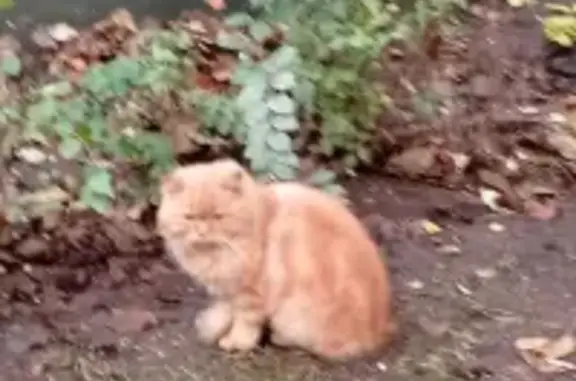 Потерян рыжий кот на ул. Вилиса Лациса, Москва