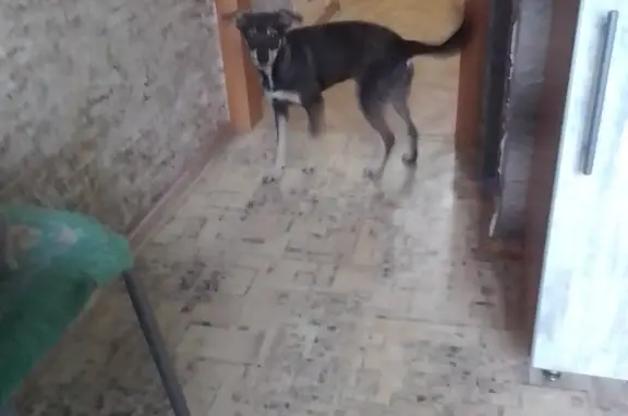 Собака найдена: ул. Боткина, 74, Волгоград
