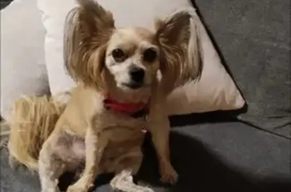 Потерянные животные Москва, фото: Пропала собака Лилу, 1.11.2023, Москва, ул. Дорожная, 28 к1