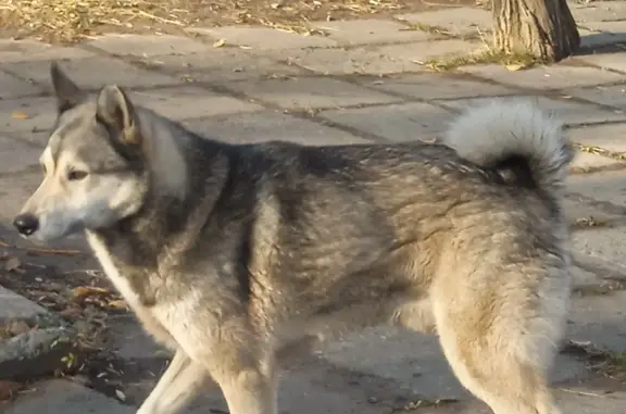 Найдена собака на Сапёрной ул., Саратов