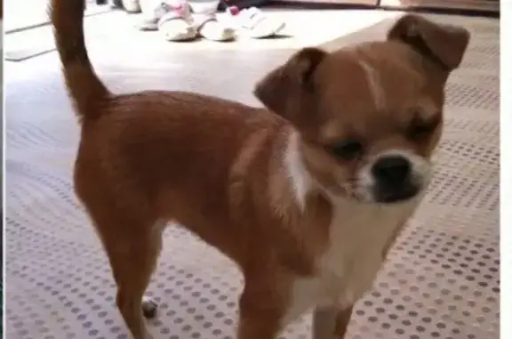 Собаки потеряшки, Санкт-Петербург, фото: Потеряшка собака: чихуахуа, серая кофточка. Меншиковский пр-кт, СПб