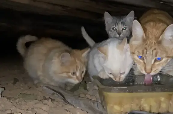 Найдена кошка с котятами в Йошкар-Оле