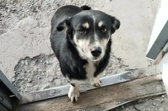 Найдена собака в Новом Городке, Кемеровская область