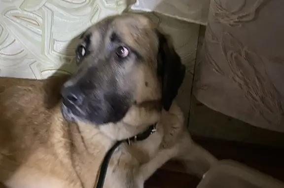 Пропала рыжая собака в Куимихе, Архангельская область