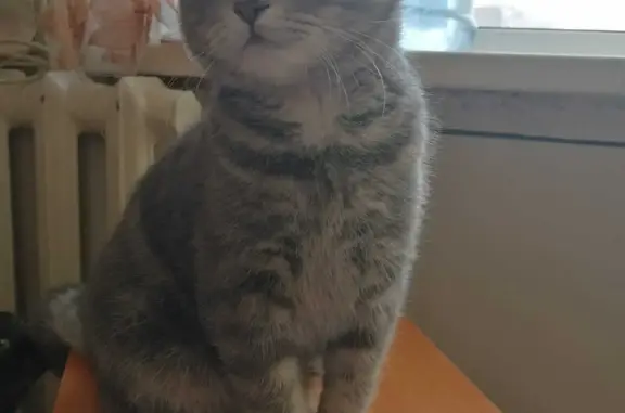 Найдена кошка, Костанай, фото: Найден серый кот в подъезде, ул. Каирбекова, 92