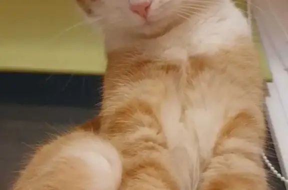 Кошки потеряшки, Москва, фото: Потеряшка кошка! Рудневка 12, Москва