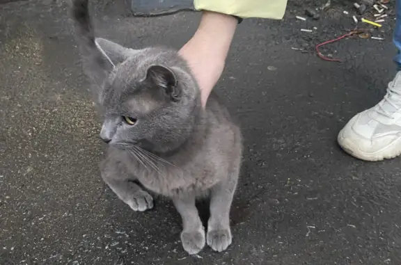 Найдена ласковая кошка Серого цвета на Чкалова, 26