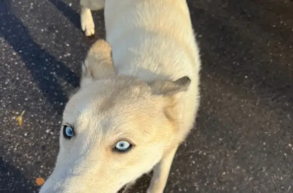 Найдена собака в Одинцовском районе, п.Горки-2, Знаменское поле