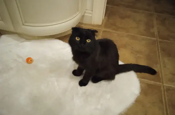 Найдена черная шотландская кошка в д. Кувшиново, Зарайск