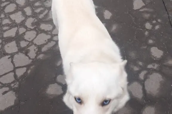 Собака хаски найдена на ул. Радищева, 81, Калининград