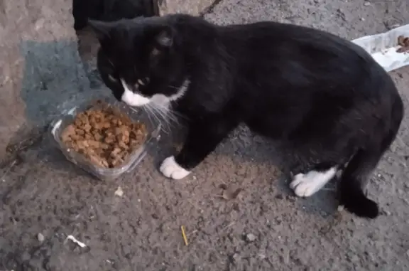 Найдена кошка на Кубовой ул., 103, Новосибирск